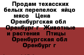 Продам техасских белых перепелок, яйцо, мясо › Цена ­ 300 - Оренбургская обл., Оренбург г. Животные и растения » Птицы   . Оренбургская обл.,Оренбург г.